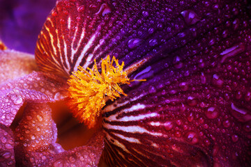 Purple iris petal with water drops macro background