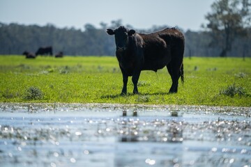 Close up of Angus and Murray Grey Cows grazing and eating long pasture in Australia