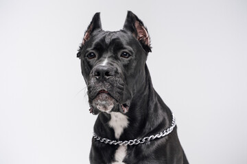 Headshot of black purebred dog against white studio background