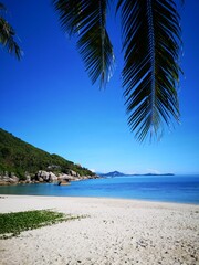 beach with palm trees