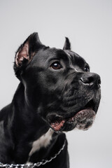 Head shot of purebred black staffordshire bullterrier doggy