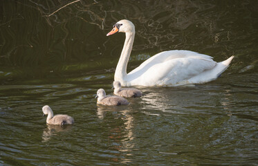 Close up white mute swan, Cygnus olor with three small cute chicks swimming on brown green water suface in sunlight. Selective focus