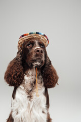 Headshot of english springer dog with colorful straw hat