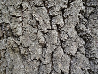 Tree bark oak background in close up.