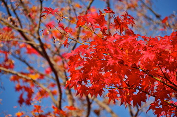 紅葉