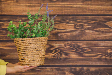  hands of unrecognizable woman in yellow sweater hold wicker pot with lavender on wooden background. Copy space.