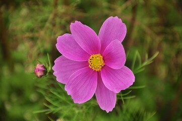 Obraz premium 花
