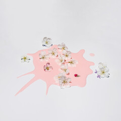 Creative composition with pastel pink paint and cherry tree flowers. Minimal spring and nature concept.