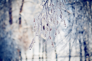 Snow-covered tree branches.