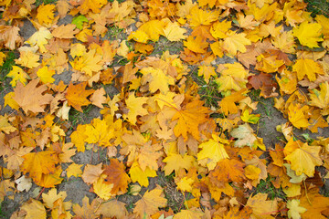 autumn leaves background