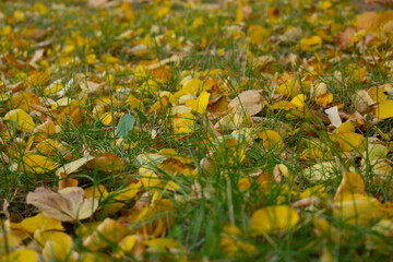 flowers in the grass