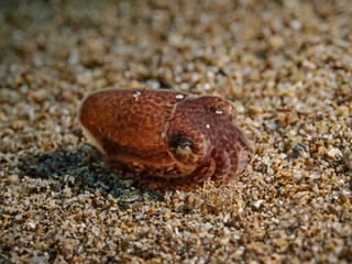 Common bobtail squid (Sepietta oweniana)