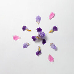 Creative layout with iris violet and pink rose petals on white background. Minimal flower and nature flat lay concept.