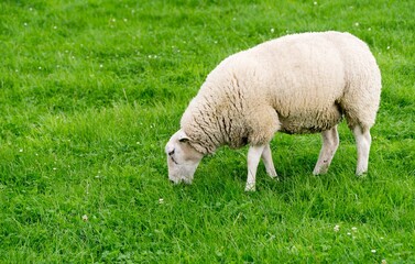 Naklejka na ściany i meble A single white sheep grazing in a lush green field