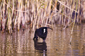 Coot (lat.Fulica atra) is a small waterfowl standing on the shallow shore of the lake, sipping its wing and paw. Autumn evening. Sunset.