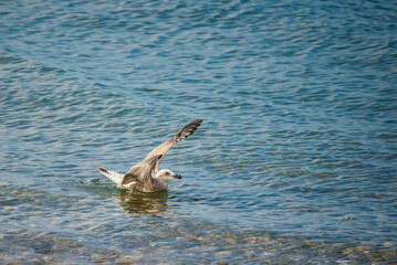 Amerissage d'un goéland