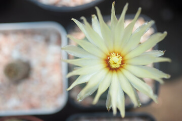 The yellow astro cactus is blooming beautifully. © Tongsai Tongjan