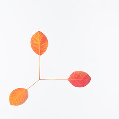 Autumn coordinate system idea. Red leaves on white background. Minimal fall concept with copy space. Nature flat lay idea.