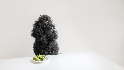 Cute black poodle at the table with a plate of broccoli. Vegetables and healthy eating