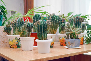 Various cacti in pots on the table in the room. Selective focus
