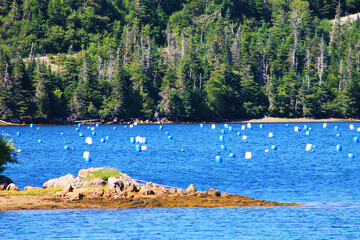 Blue and white buoys of a mussel farm, in the water, Trinity Bay, Newfoundland.