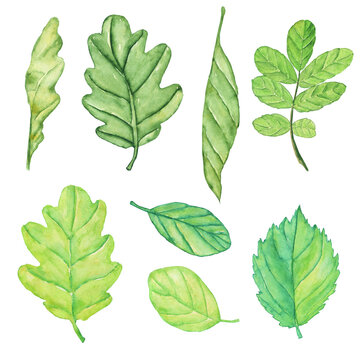 Leaf set isolated on white background. Watercolor hand drawing illustration. Aquarelle green leaves. Perfect for print, card.
