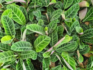 Calathea zebrina (Sims) Lindl is a softwood. Green leaves with beautiful patterns and rhizomes are commonly planted as ornamental plants for auspiciousness.