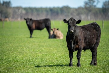 Close up of Stud Beef bulls, cows and calves grazing on grass in a field, in Australia. breeds of...