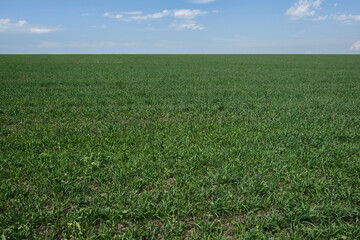 Fototapeta na wymiar Green plants in large farm fields. Clouds in the blue sky.