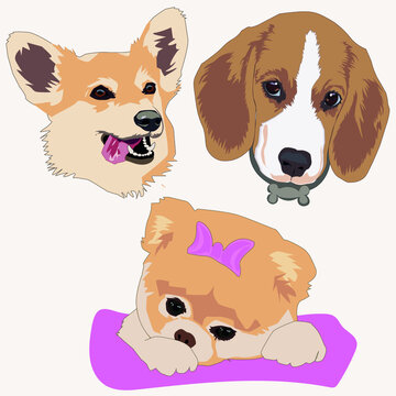 cute dogs korgy bu bigl puppies vector illustration