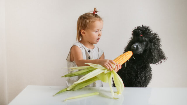 Cute Funny Kid Toddler And Dog Peel Fresh Ears Of Corn, Girl Feeds Corn To The Dog. Vegetables And Healthy Eating, Children And Pets