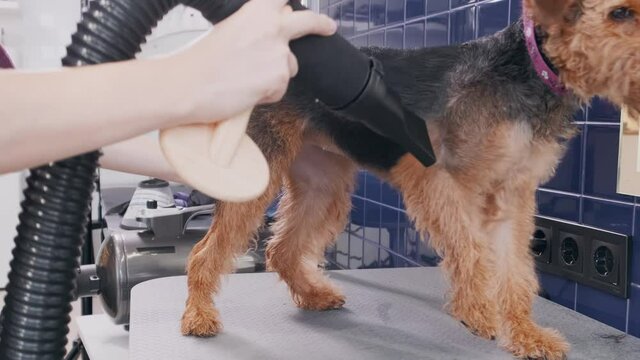 Dog grooming salon. Woman groomer dries with hair dryer brown dog Airedale after bathing. Pet care. High quality 4k footage