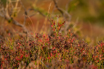 beautiful autumn landscape with the red leaves from the blueberries in the sunshine