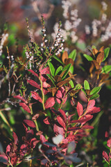 beautiful autumn landscape with the red leaves from the blueberries in the sunshine