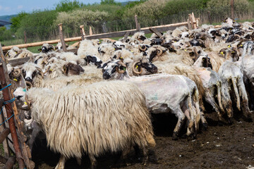 Sheep shearing