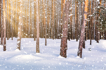 Sunset in the winter pine forest with falling snow. Rows of pine trunks with the sun's rays passing...