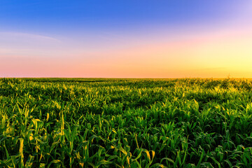 Rows of young corn in an agricultural field at sunset or sunrise.