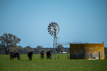 Close up of Stud Beef bulls, cows and calves grazing on grass in a field, in Australia. breeds of...