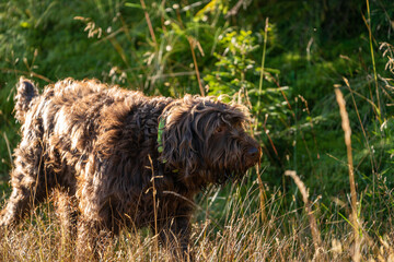 Naklejka na ściany i meble a hunting dog, a pudelpointer, on the mountains in a field with grass in autumn colors