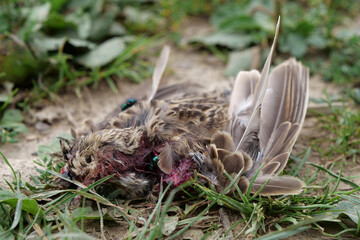 Dead bird lies on grass