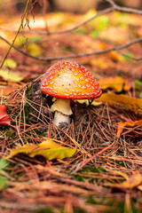 Red beautiful fly agaric in the autumn forest in colorful leaves and dry grass. High quality photo