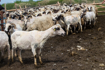 Sheep before shearing in Romania