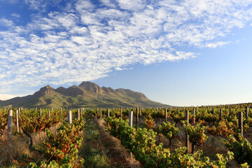 Autumn vineyards and mountain - scenic landscape in the Stellenbosch wine lands near Cape Town,...