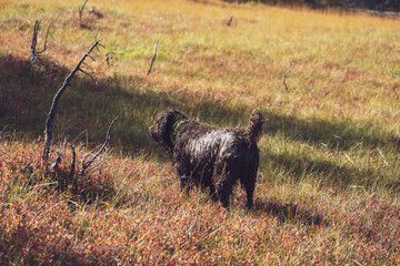 a hunting dog, a pudelpointer, on the mountains in a field with grass in autumn colors