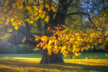 Old linden at autumn. Castle park Budatin near by Zilina, Slovakia, Europe.
