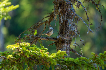 a crested tit, lophophanes cristatus, perched on a twig from a spruce at a sunny autumn day