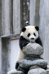 立って見つめる赤ちゃんパンダ