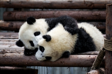 じゃれ合う双子の赤ちゃんパンダ