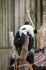 Obraz premium まどろむ赤ちゃんパンダ