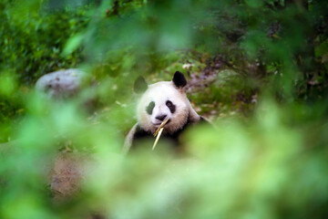 森の中からじっと見つめるパンダ